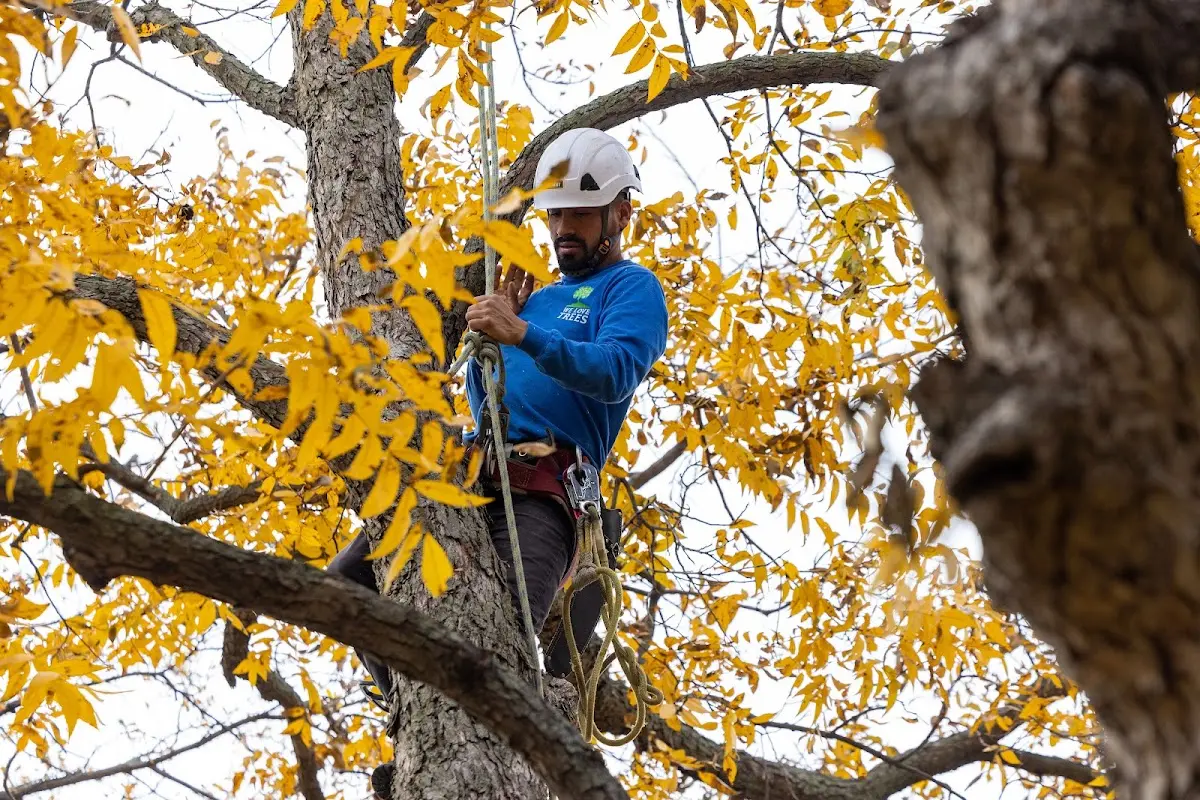 Skilled Tree Planing crew working in Barnesville